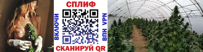 Каннабис THC 21%  Кедровый 